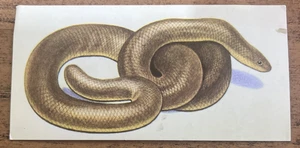 Vintage - 1962 - Gelles Widmer - Reptile CARD -29. Rubber Boa - Picture 1 of 2