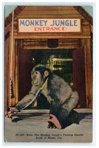 1953 Monkey Jungle Entrance Bulu Famous Gorilla South of Miami FL, Florida - Bild 1 von 2