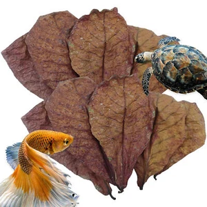 50pc almond leaves catappa indian ketapang leaf shrimp betta fish aquarium care - Foto 1 di 13