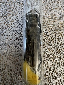 Riesenkäfer In Schauglass - Bild 1 von 3