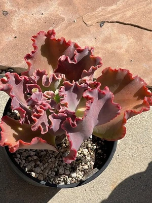 Echeveria Jess for a Second Cactus Suculento tamaño 1 galón Foto 1 de 2