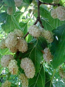 Murus Alba White Mulberry | 2 Bare-roots - Picture 1 of 2