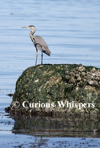 Set of 5 "Great Blue Heron" Greeting Cards - FREE SHIPPING - Picture 1 of 2