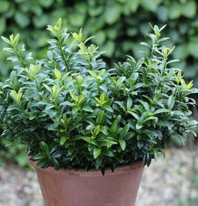 Japanischer Spindelstrauch Green Spire 30-40cm - Euonymus japonicus - Bild 1 von 1