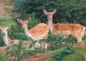 (93782) Postcard Whitetailed Deer Fawns unposted - Picture 1 of 2
