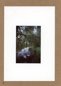 Schwäne bewachen ihre Jungen, Kopenhagen, Dänemark, UNP, hervorragender Zustand -- Postkarte - Bild 1 von 2