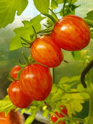 Tomatensamen - Cocktailtomate - Sunrise Bumble Bee - mind. 20 Korn - samenfest - Bild 1 von 3