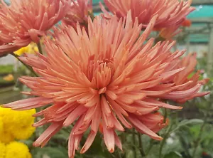 Anastasia Bronze Chrysanthemum x 1 Plant - Perennial Cut Flowers Cottage - Picture 1 of 6