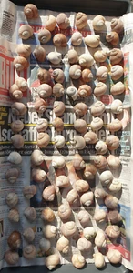 Weinbergschnecken Schneckenhäuser 50 Stück Basteln Dekoration Aquarium Schnecken - Bild 1 von 10