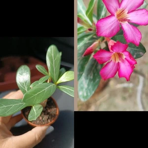 Diez Adenium Obesum - Picture 1 of 1