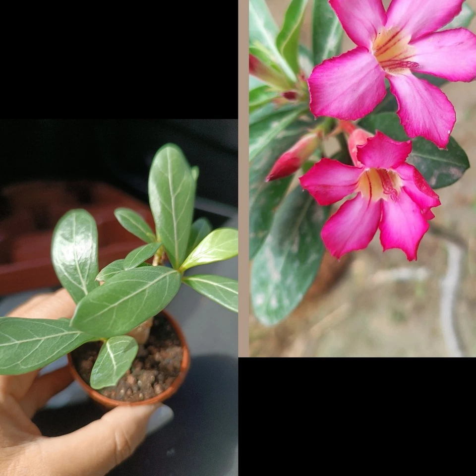 Diez Adenium Obesum - Image 1 of 1