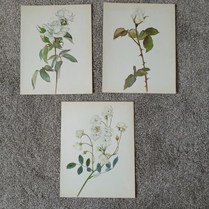 3 Original Vintage 1965 White Roses Botanical Art Prints Bookplate Crafts Decor - Picture 1 of 7