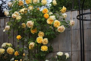 4 Cuttings of Graham Thomas Rose English David Austin Climbing Rose Plant Live!! - Picture 1 of 10