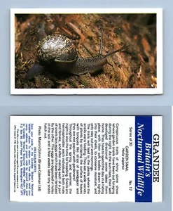 Garden Snail #17 Grandee Britain's Nocturnal Wildlife 1987 Cigarette Card - Picture 1 of 1
