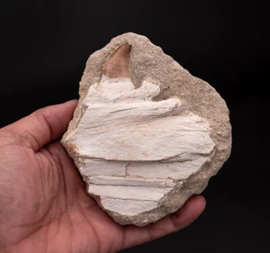 Fino Fósil Mosaaurio Mandíbula Todo Natural 0413          - Imagen 1 de 4