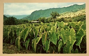Postkarte Hawaii Taro Patch Landwirtschaft Landwirtschaft c1950er - Bild 1 von 2
