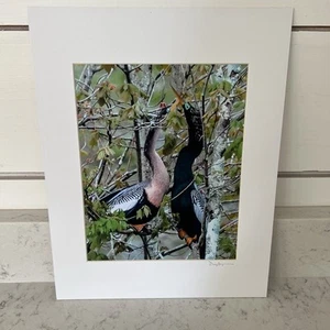 Signed And Matted Anhingas Photograph By Don Seymour 11” X 17” - Picture 1 of 5