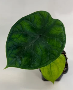 Alocasia Aegis - Picture 1 of 5