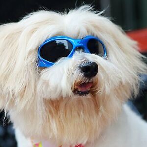 Doggles Dog Goggles Sunglasses UV Eye Protection Eye Wear Size Medium Small