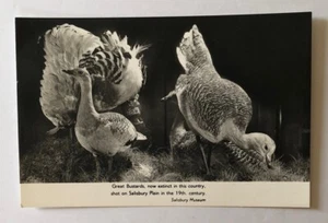 RPPC The Great Bustards non spedito made in Great Britain vintage - Foto 1 di 2
