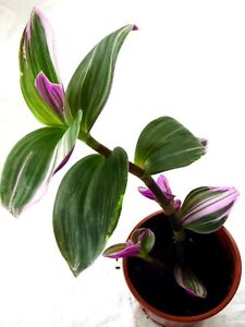 ´.   Tradescantia Nanouk- Dreimasterblume - Zimmerpflanze Pflanze