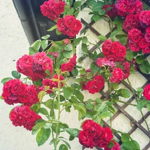 Rote Kletterrosensamen, exotische rosa Rosensamen, Premiumsamen, Rosensammlung - Bild 1 von 2
