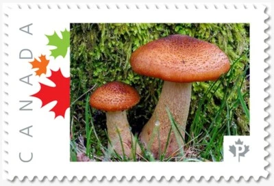 BROWN MUSHROOMS = "P"- rate = Picture Postage MNH Canada 2019 [p19-05s04] - Image 1 of 2