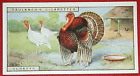 TURKEYS   Vintage 1926  Illustrated Card  DD01MS
