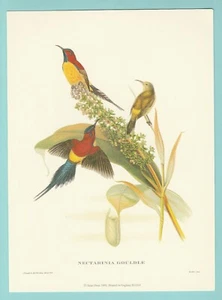 BIRDS - ARIEL PRESS PRINT - HUMMIMG BIRDS ( B ) - 1991 - Picture 1 of 2