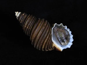 Sea Shell Ancistrolepis grammatus 94 mm ID#9448 - Imagen 1 de 3