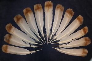 13 Bourbon Red Turkey Tail Feathers 12- 14.5" long
