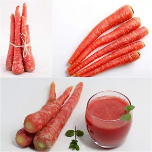 Carrot Scarlet Red 100 seeds HEIRLOOM vegetable garden AUTUMN WINTER SPRING easy - Picture 1 of 4