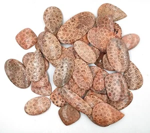 Fossil coral stone! Wholesale Fossil coral Cabochon Fossil coral Cabs Lot 72001 - Picture 1 of 6