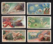 Stollwerck Animal World 1903 Card Set Series 36 Marine & Microscopic Water Life