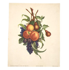 Fruit Still Life by Prevost Vtg Small French Color Litho Pears Peaches Grapes