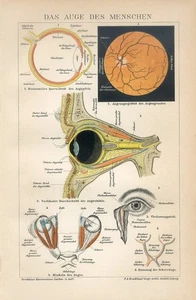 1895 HUMAN EYE ANATOMY MEDICAL Antique Chromolithograph Print - Picture 1 of 1