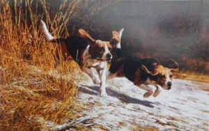 Beagles on the trail - Picture 1 of 1