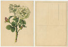 35002 - Weiße Rose - alte Künstlerkarte
