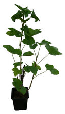 Schwarze Johannisbeere - BONA - Pflanze besonders große Beeren milder Geschmack