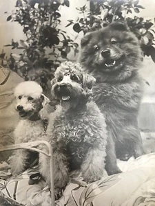 VINTAGE DOGGIE PHOTO - Picture 1 of 1