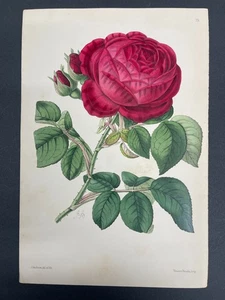 Botanicals, Roses, Antique Prints, James Andrews, Floral Magazine, 1866, #79 - Picture 1 of 1