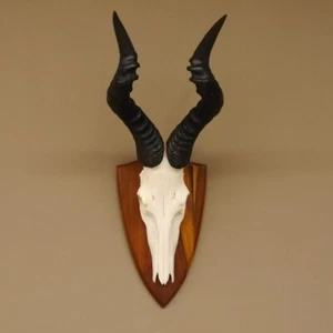 Hartebeest Kuhantilope Schädeltrophäe Afrika Antilope Schädel Trophäe Deko - Bild 1 von 10