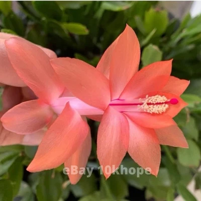 Salmon Coral Orange Thanksgiving Holiday Cactus 3 Cuttings Unrooted - Image 1 of 3