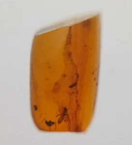 100 MILL. YEARS OLD BURMITE AMBER WITH INCLUSION (ABR13/20) - Picture 1 of 5
