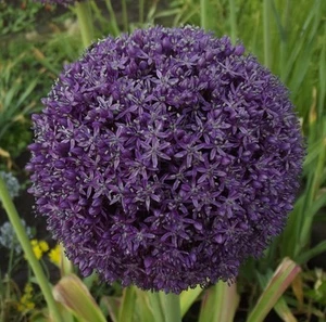  @//(◕‿◕)\\@  Allium gladiator - Riesenlauch 14/16 (Lieferetrmin) - Bild 1 von 1