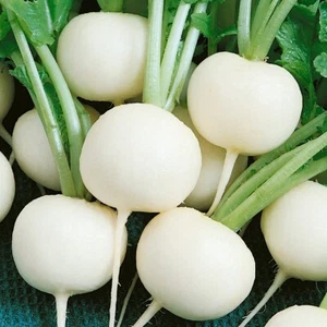 1/4 Lb Hailstone Radish Seeds - Everwilde Farms Mylar Seed Packet - Picture 1 of 2
