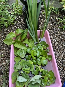 20pc KOI POND COMBO Lizard Tail Water Lettuce Hyacinth Iris Watercress Plant - Picture 1 of 9