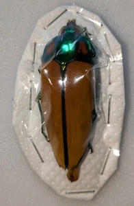 Calodema regalis, 43mm Male, very scarce jewel beetle from Australia - Foto 1 di 1