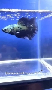 BETTA SAMURAI HALFMOON MALE LIVE FISH HIGH QUALITY#810 - Picture 1 of 4