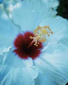 ๐บ๐บ MADAGASCAR hibiscus MOSCHEUTOS mallow Malvaceae STARTER Live PLANT US ship - Picture 1 of 6